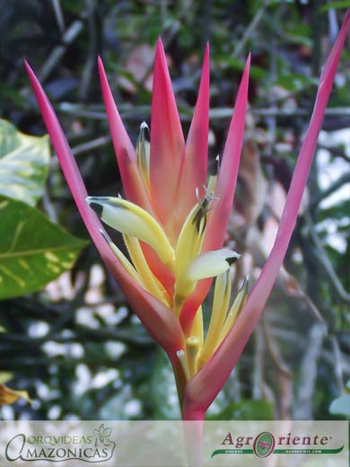 Heliconias - Heliconia psittacorum